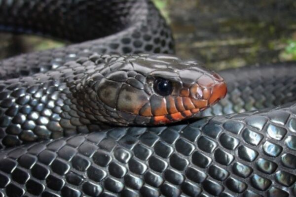 Unveiling Florida's Slithering Secrets: A Deep Dive into newsbreak florida snakes