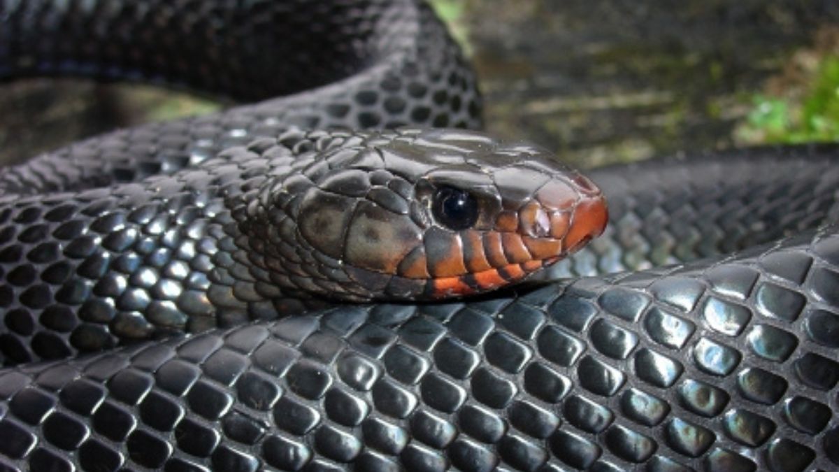 Unveiling Florida's Slithering Secrets: A Deep Dive into newsbreak florida snakes